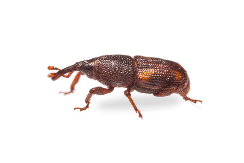 Rice Weevil