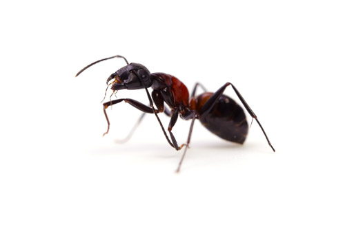 Ant