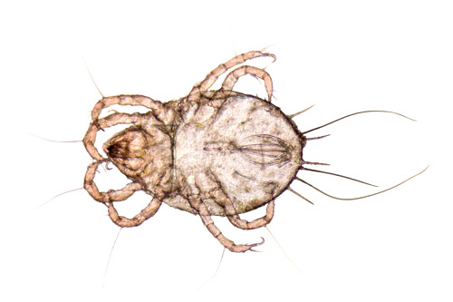 Dermatophagoides Farinae