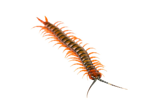 Centipede