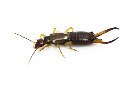 Earwig