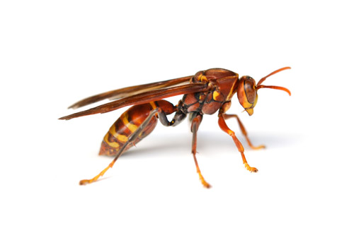 Wasp