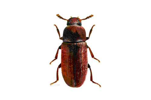 Lyctus Brunneus